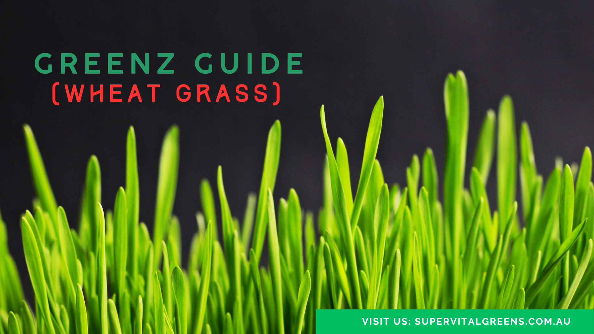 Guide to Wheatgrass